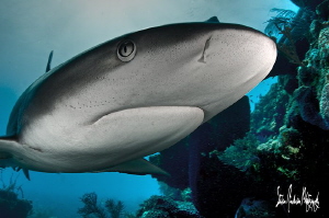 Reef Sharks seem to be the most photogenic when diving in... by Steven Anderson 